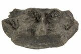 Hadrosaur (Hypacrosaur?) Cervical Vertebra - Montana #192728-1